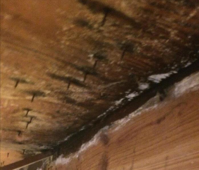 Mold Damage in Crawl Space - Before 